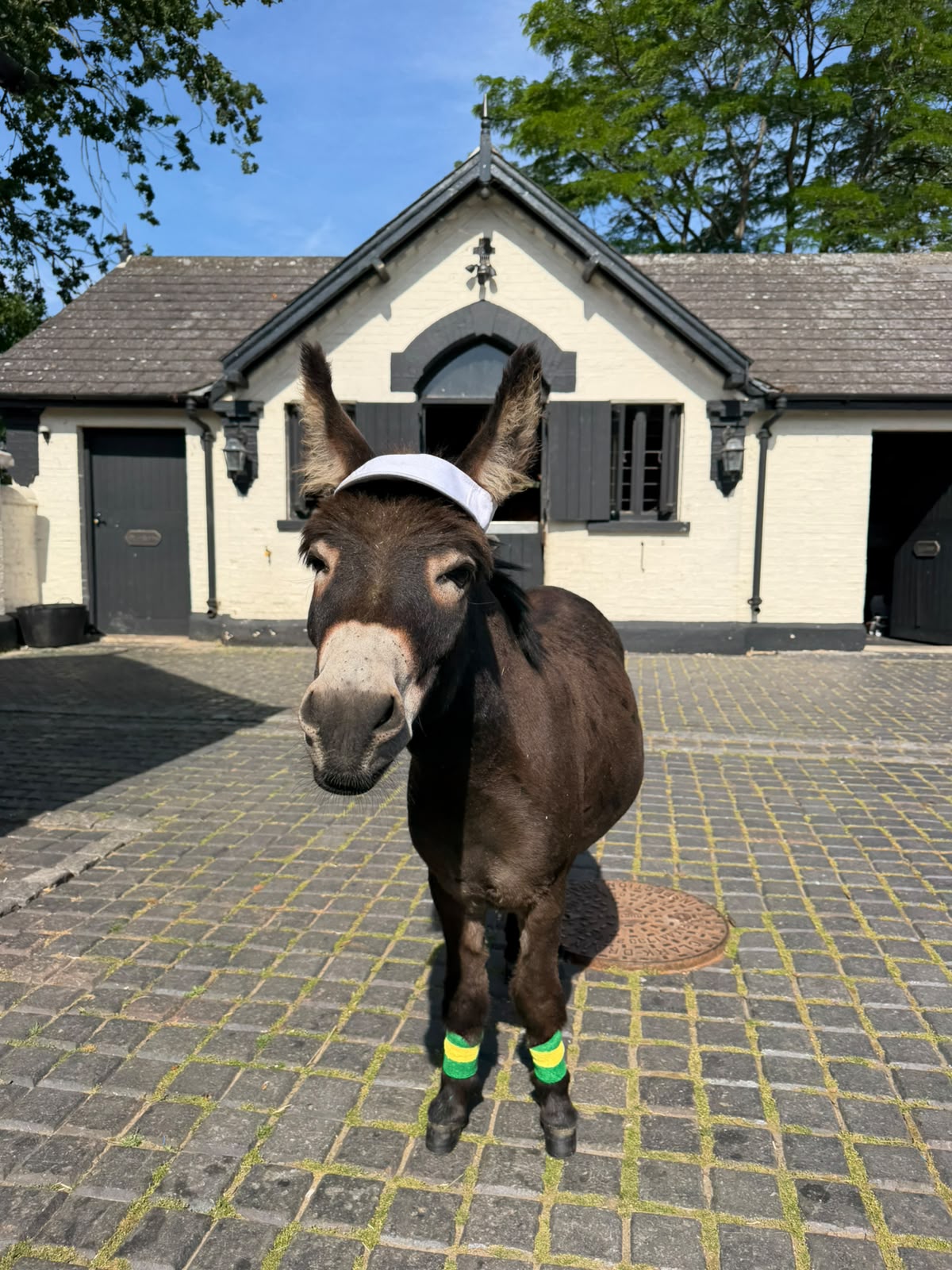 A Doolittle Donkey in a white cap and colourful leg wraps outside the stables