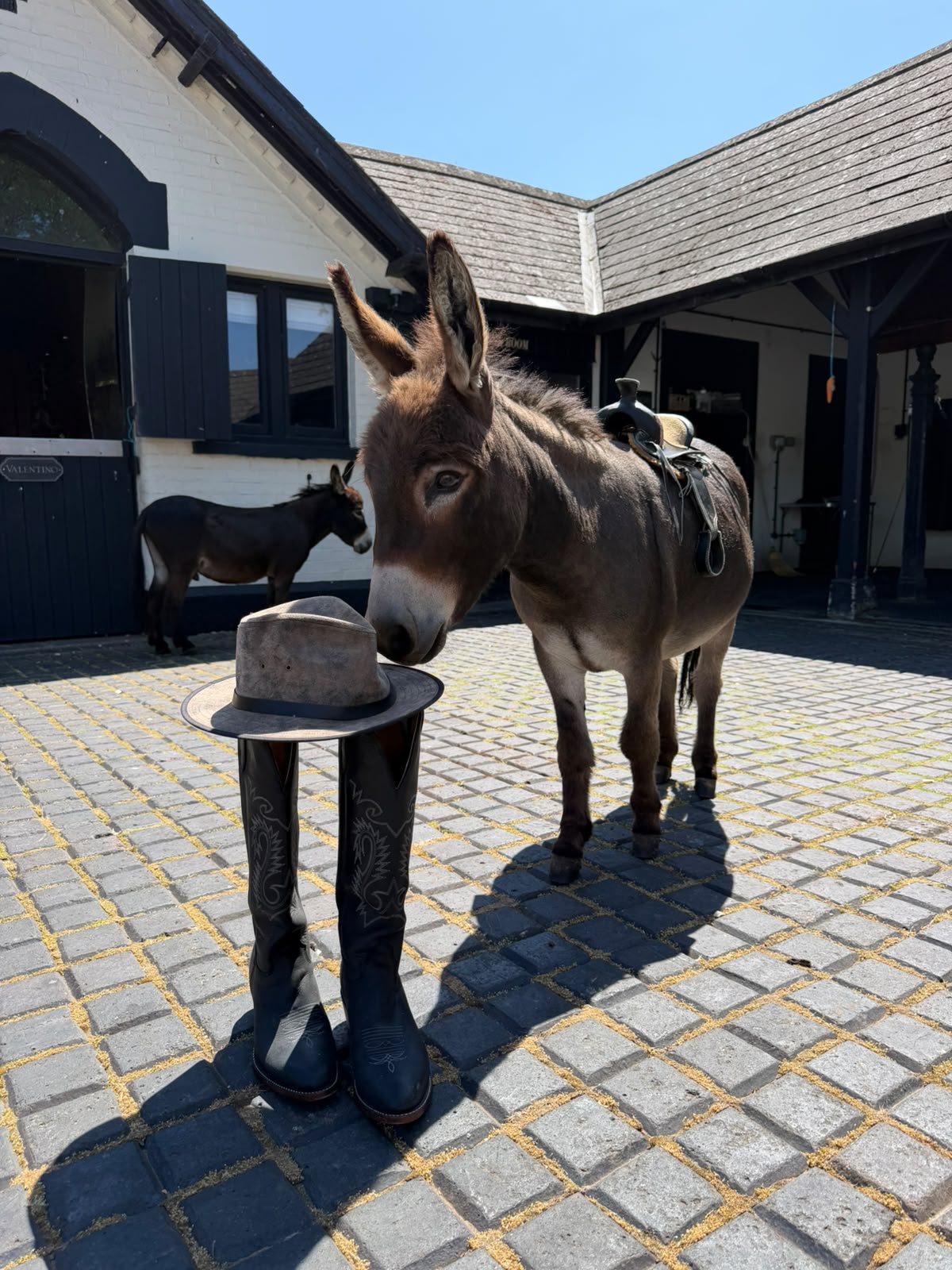 A Doolittle Donkey inspecting riding boots and a hat in the stable yard