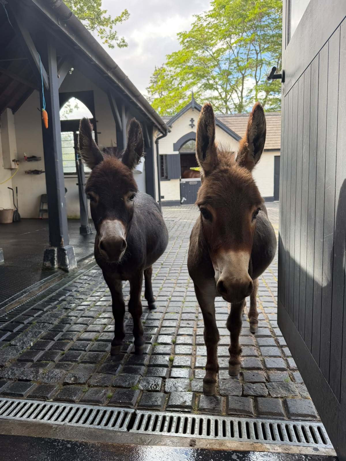 Frank and Gareth, the Doolittle Donkeys, greeting visitors at a stable door