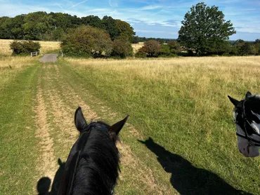 A grass track through the park between the ears
